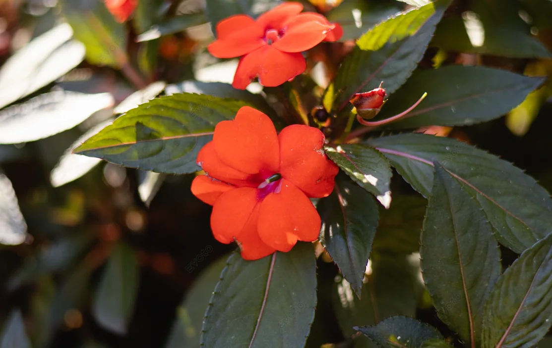 Flores vermelhas entre folhagens