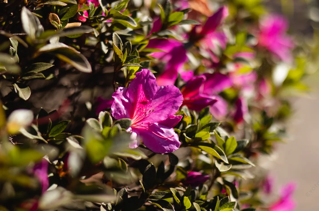 Flor rosa iluminada pelo sol